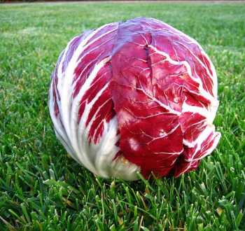 Radicchio