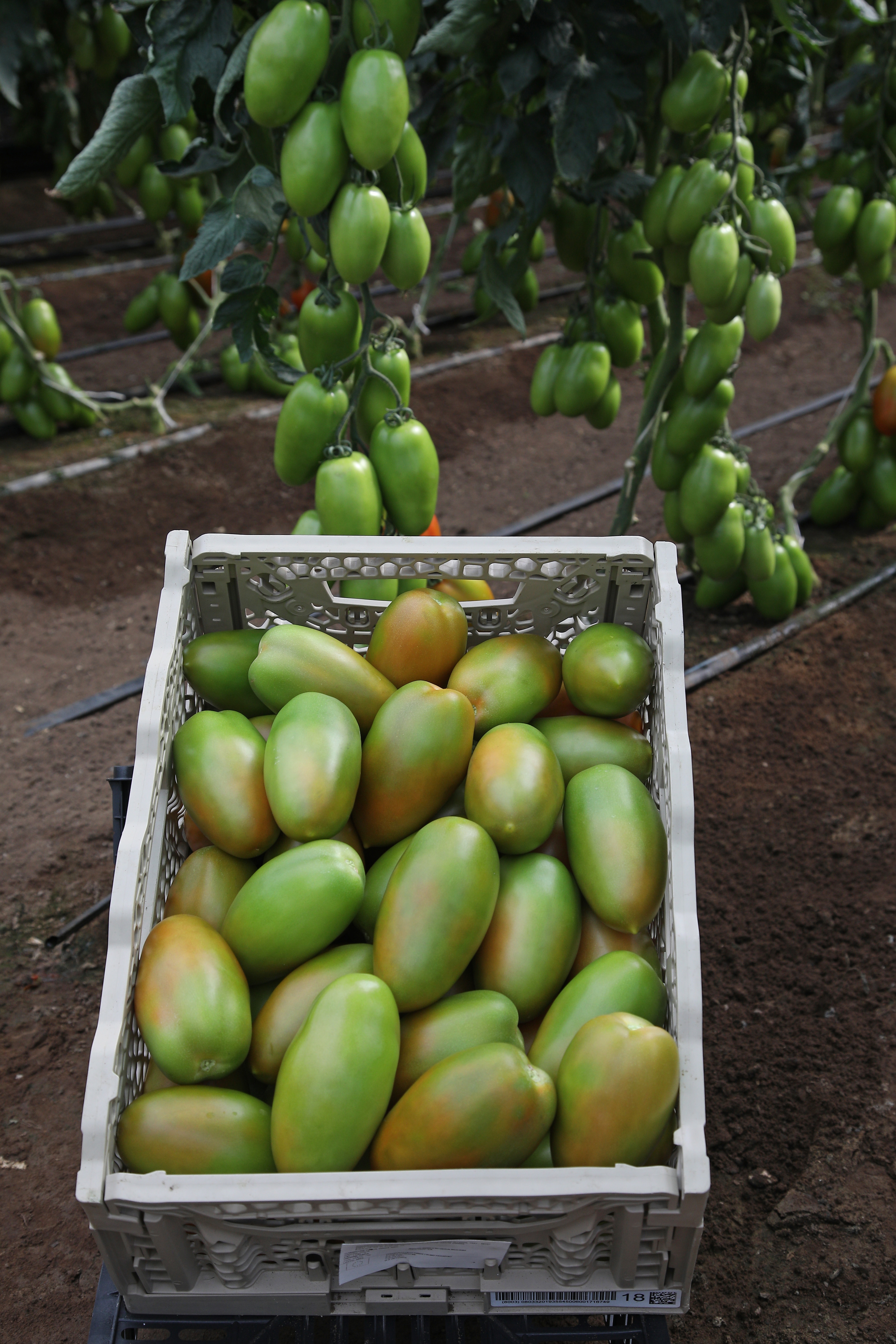 pomodoro V730 F1 di Vilmorin-Mikado