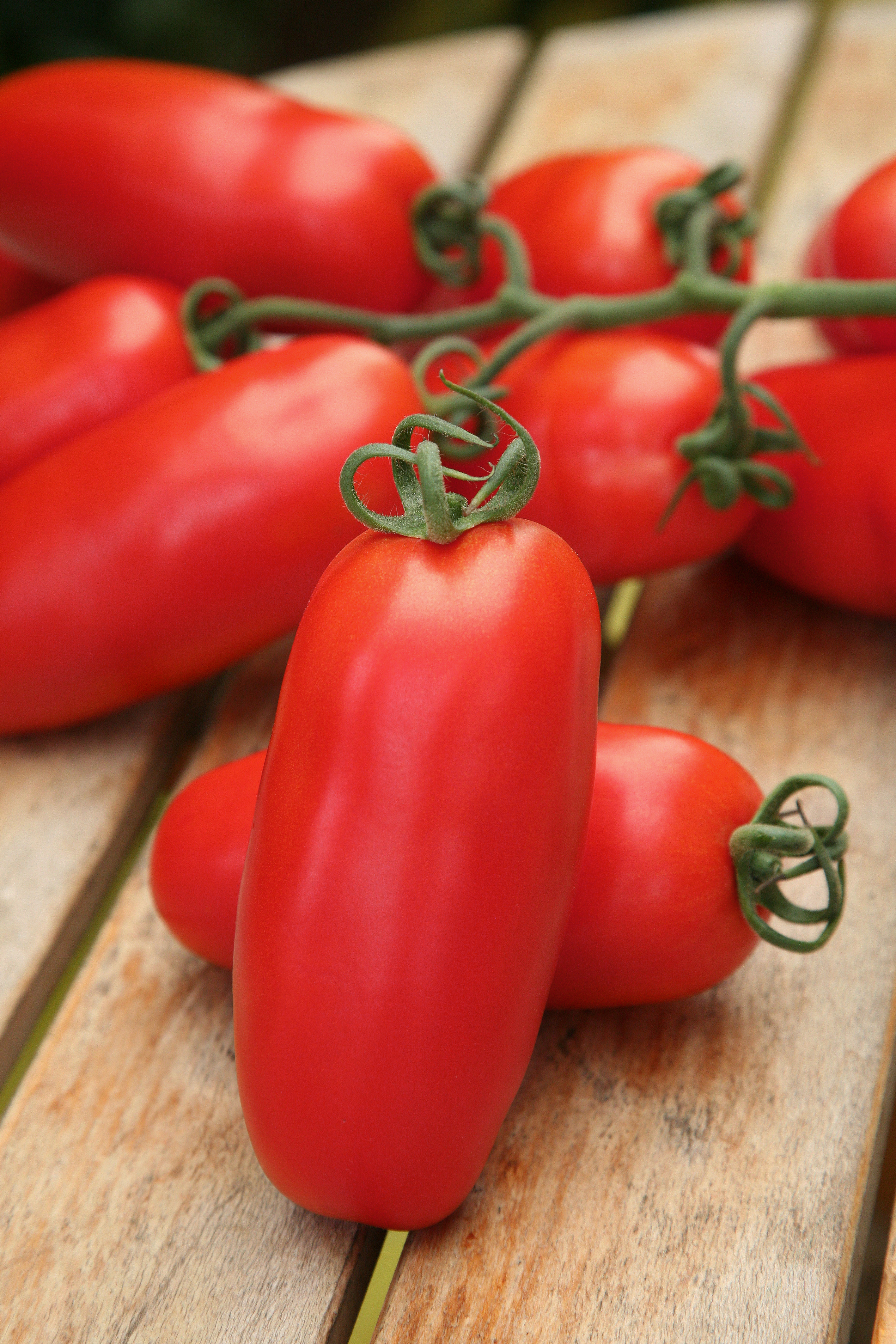 Pomodoro Sir Galvan F1