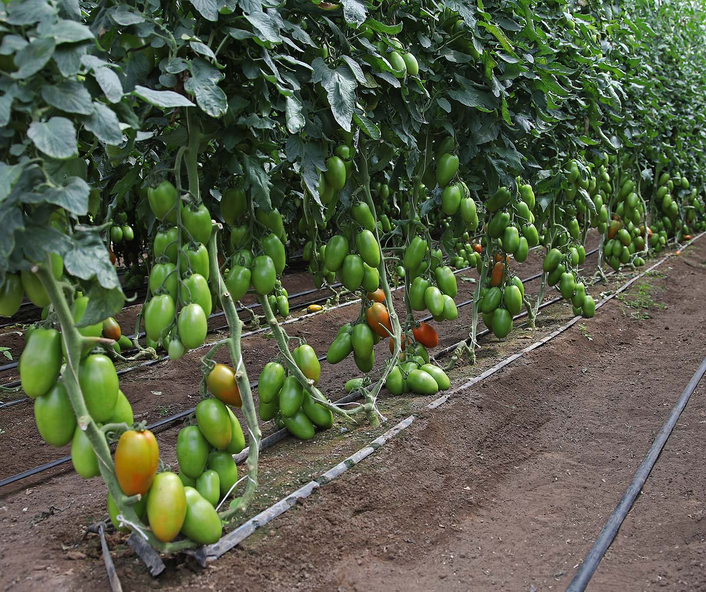 Pomodoro V730 F1 in serra
