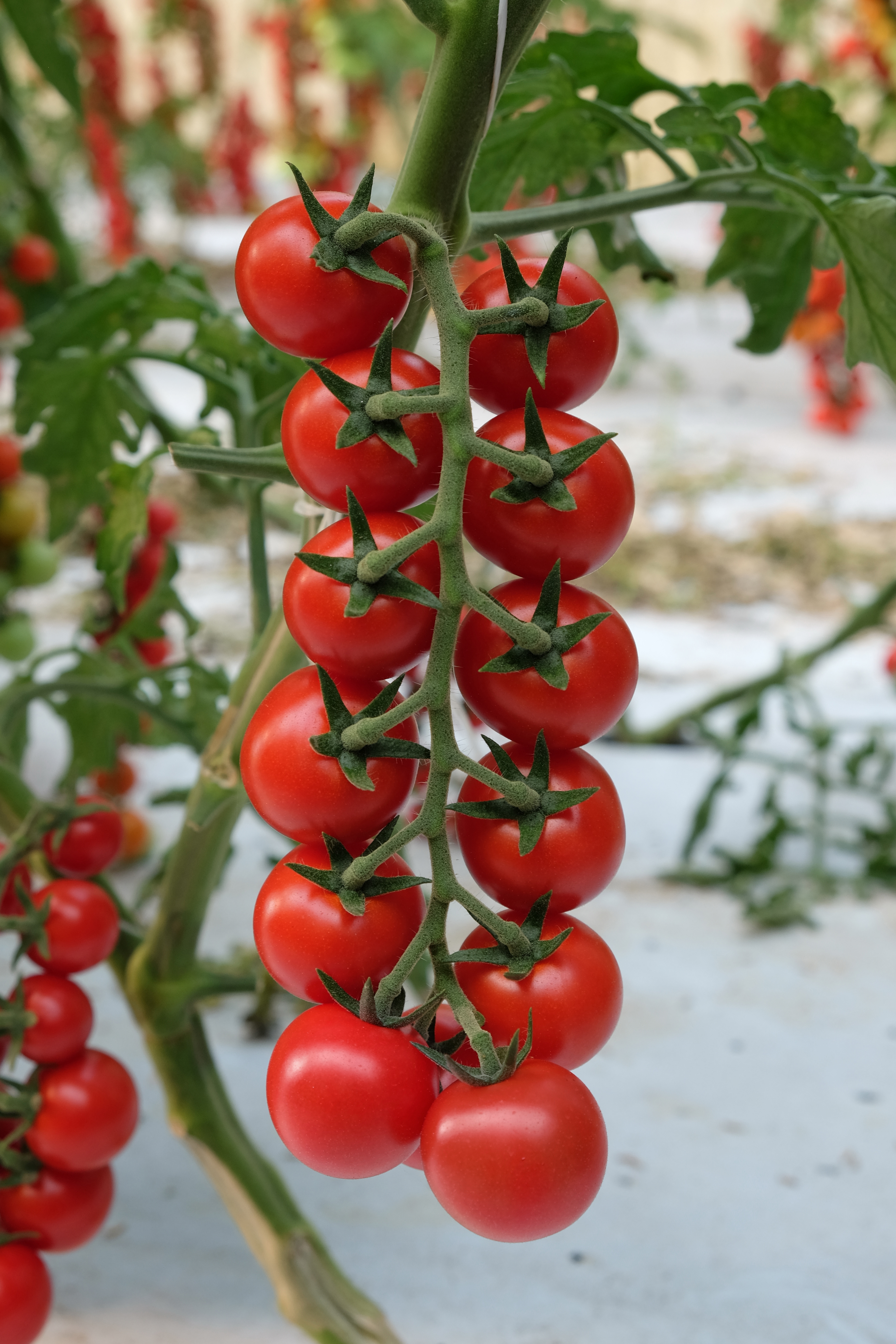 Pomodoro Dantesco F1