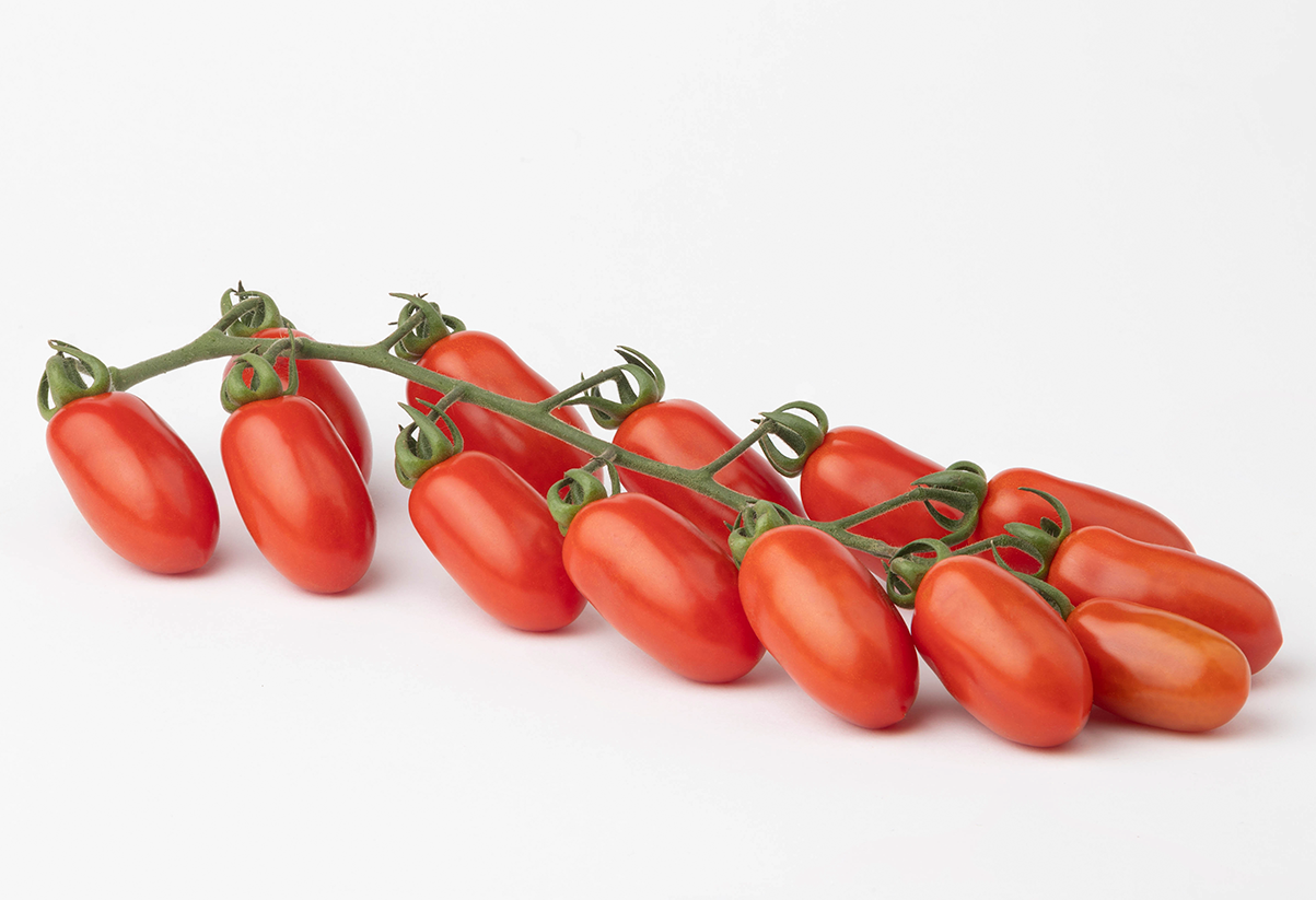 Pomodoro datterino Morricone F1