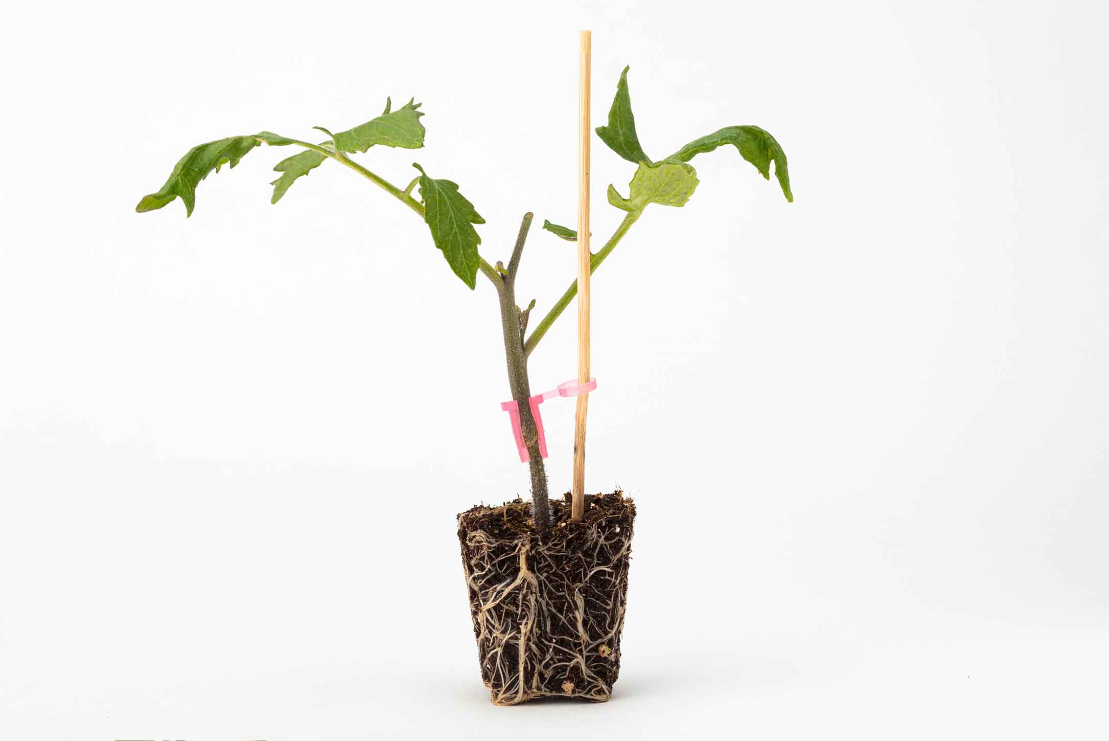 Pianta di pomodoro innestata su GoPro