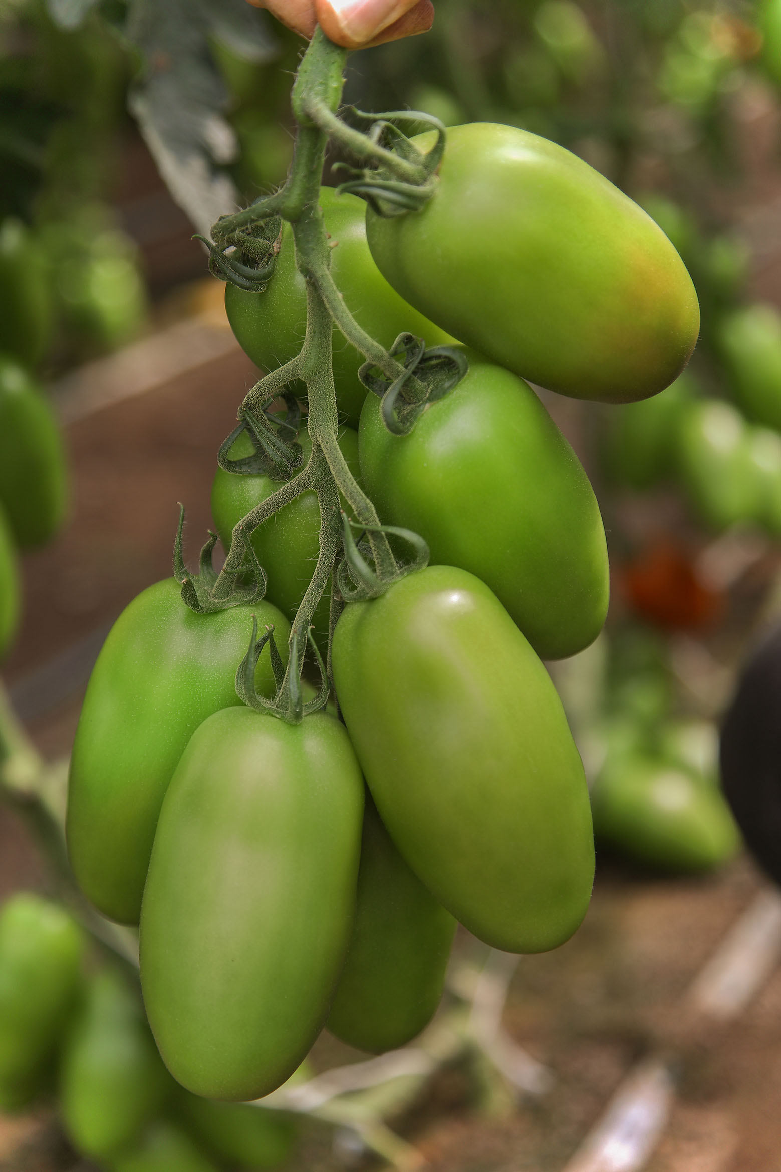 Pomodoro V730 F1 di Vilmorin-Mikado