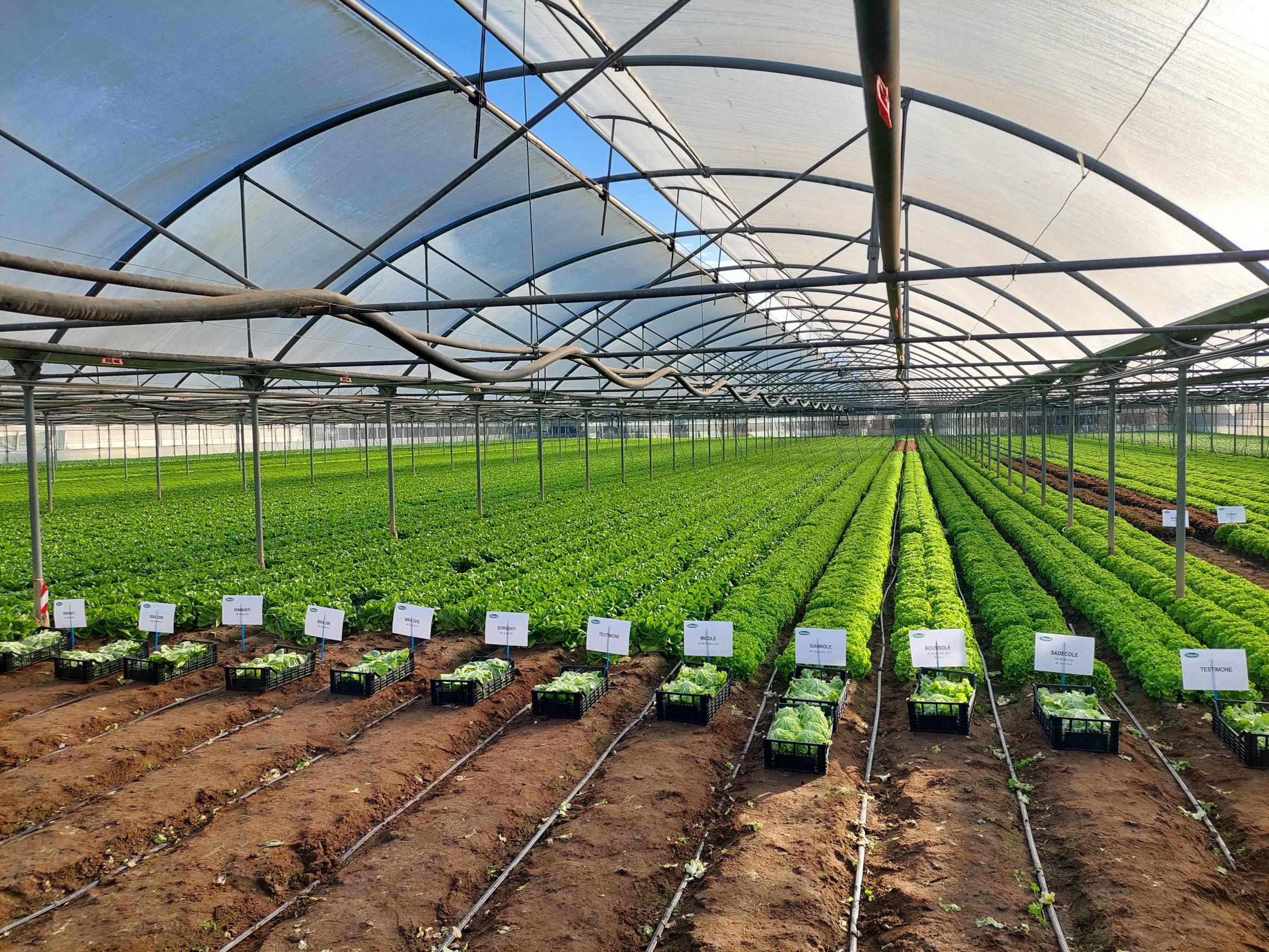 evento lattughe serra Vilmorin-Mikado 2025