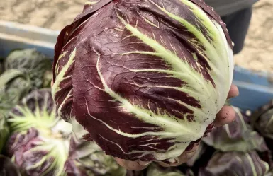 Radicchio Philidor F1
