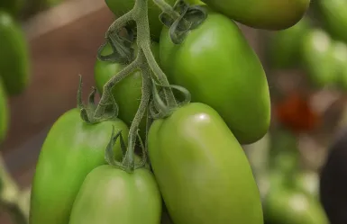 Pomodoro V730 F1 di Vilmorin-Mikado