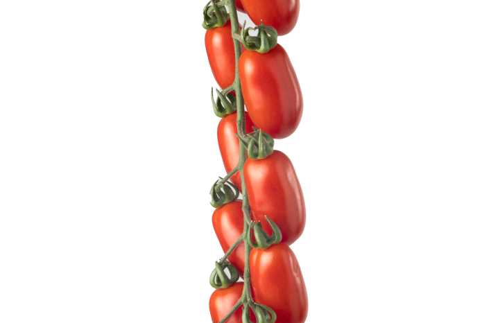 Pomodoro datterino Morricone F1