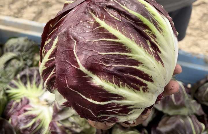 Radicchio Philidor F1
