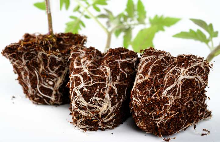 Portainnesto pomodoro Vilmorin-Mikado