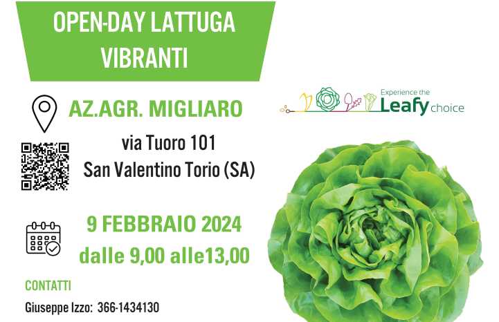 Open-day lattuga Vibranti